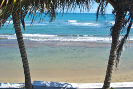 plamtress and beach view from the terrace