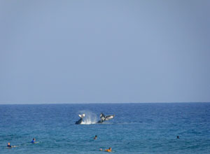whales playing in front of our surf school